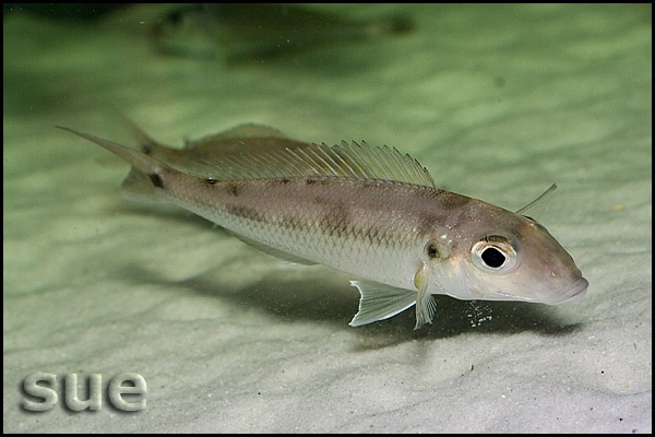 Grammatotria lemairii 'Katete'